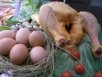 Aves y huevos