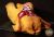 Pollo cuk