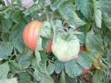 TOMATE ROSA de Callosa 