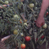 Tomates verdes del terreno (200 gr. aprox. unidad)